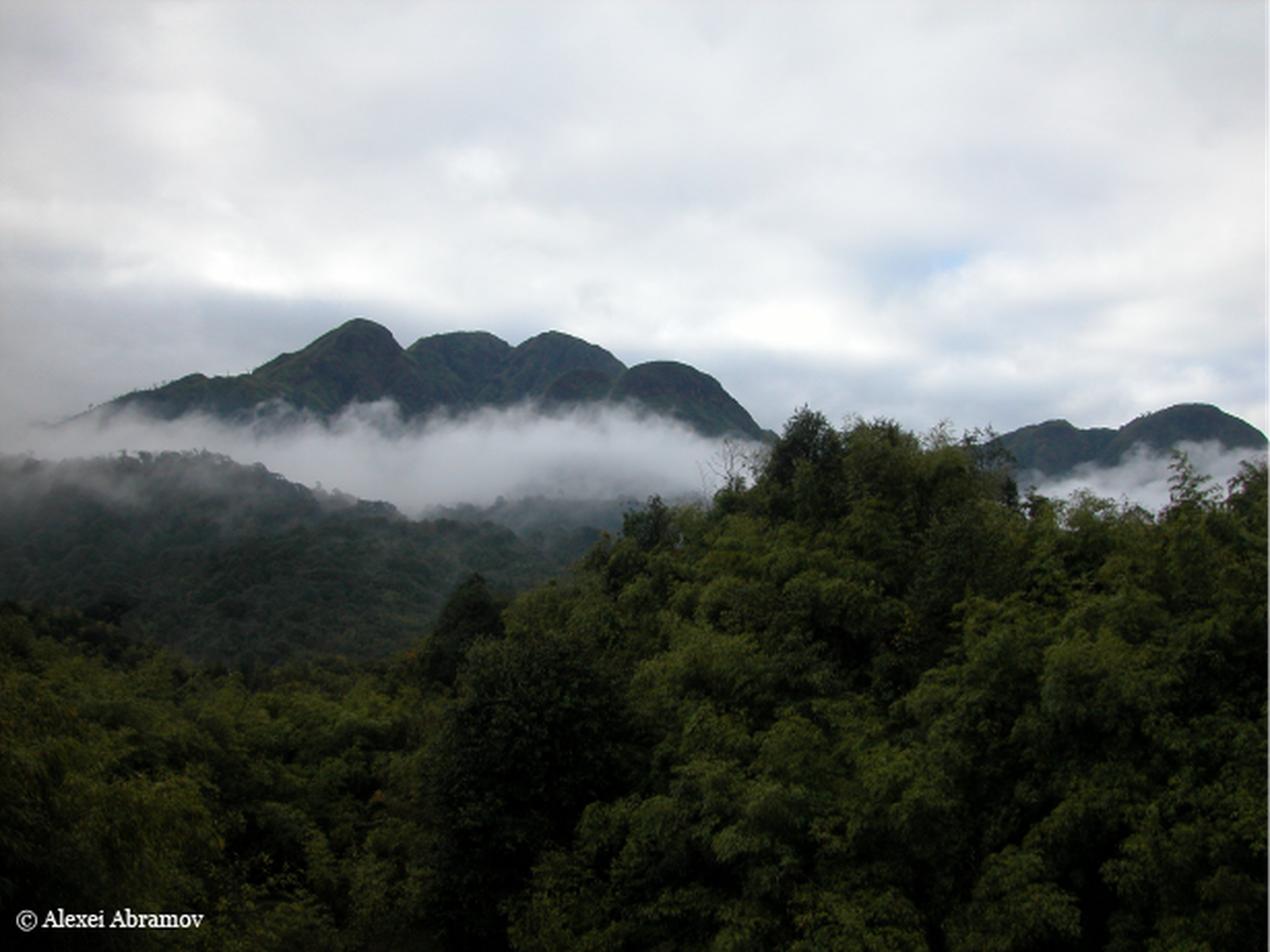Foresta nell'area del Grande Mekong