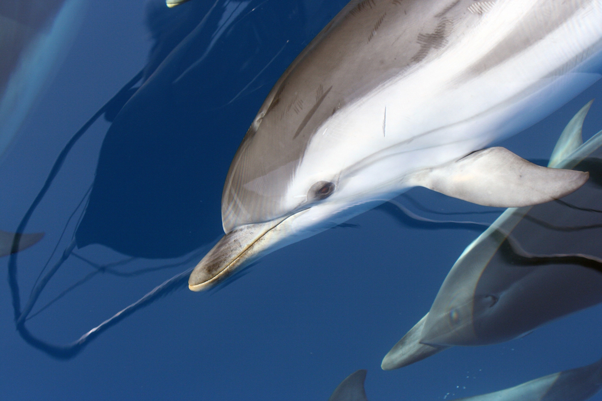 Alla scoperta delle balene e dei delfini del Mediterraneo con Tethys