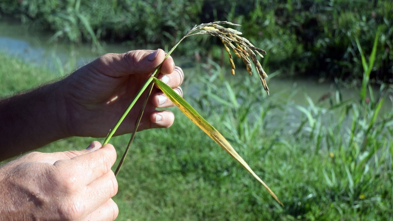 spighe di riso Po