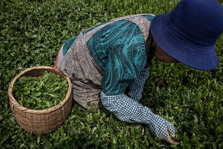 Donna in una piantagione di tè