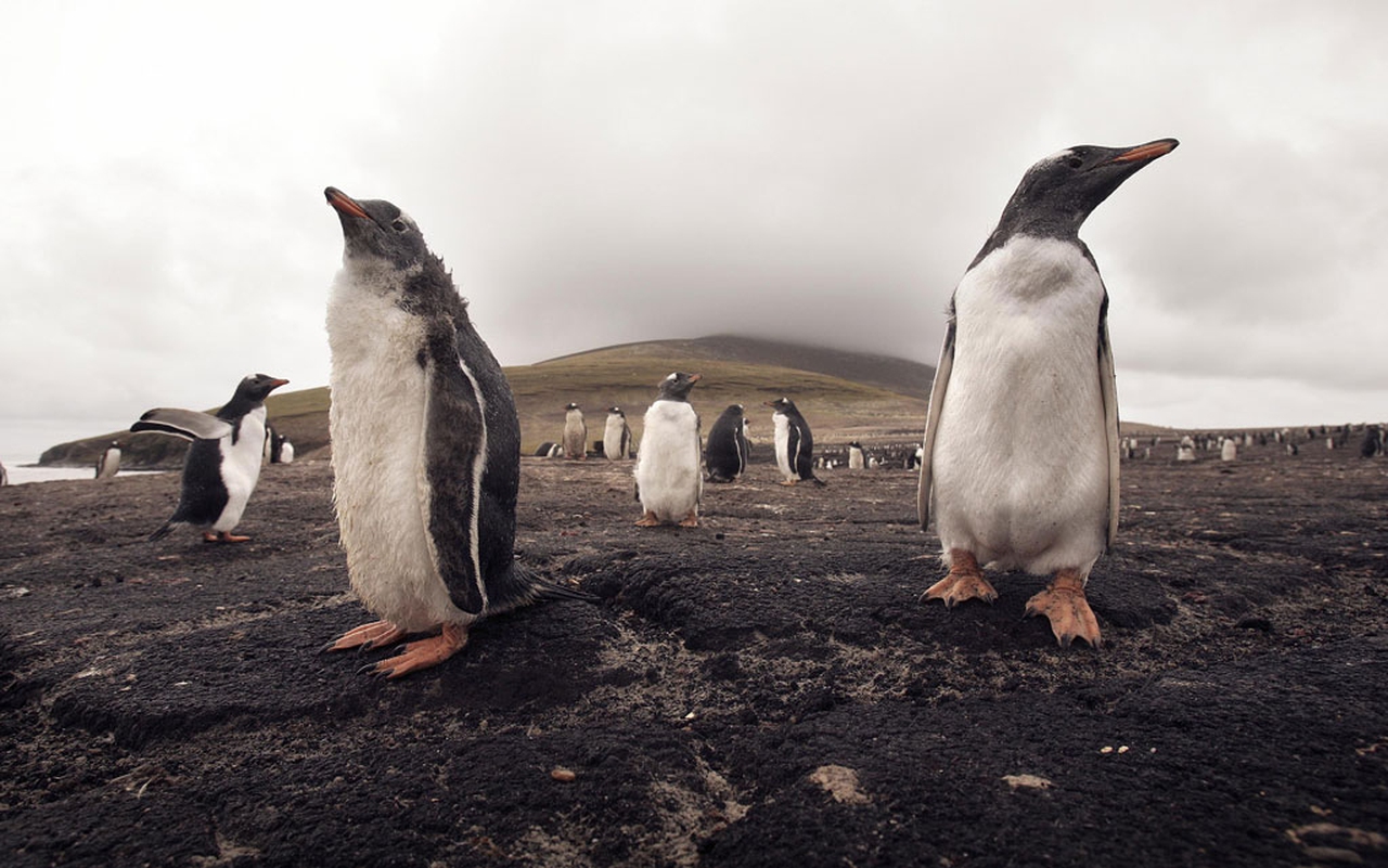 Quando la pinguina dice sì al pinguino - Il Piccolo