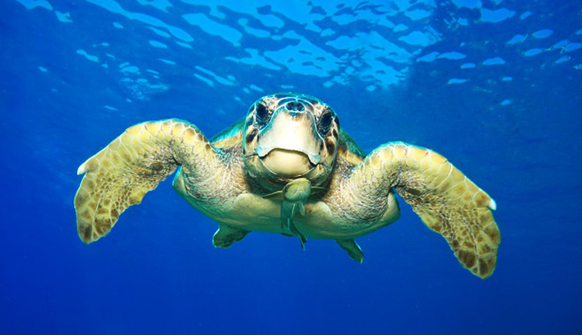 caretta caretta