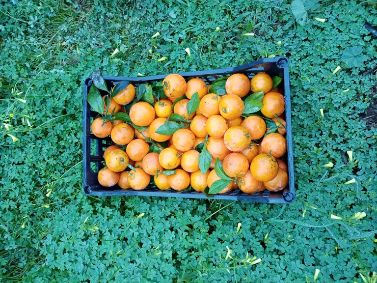 Buccheri contro lo spreco alimentare