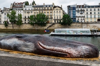 Una balena spiaggiata sulle rive della Senna, l’opera di Captain Boomer