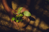 Will sustainability take a back seat or steer a green recovery after Covid?