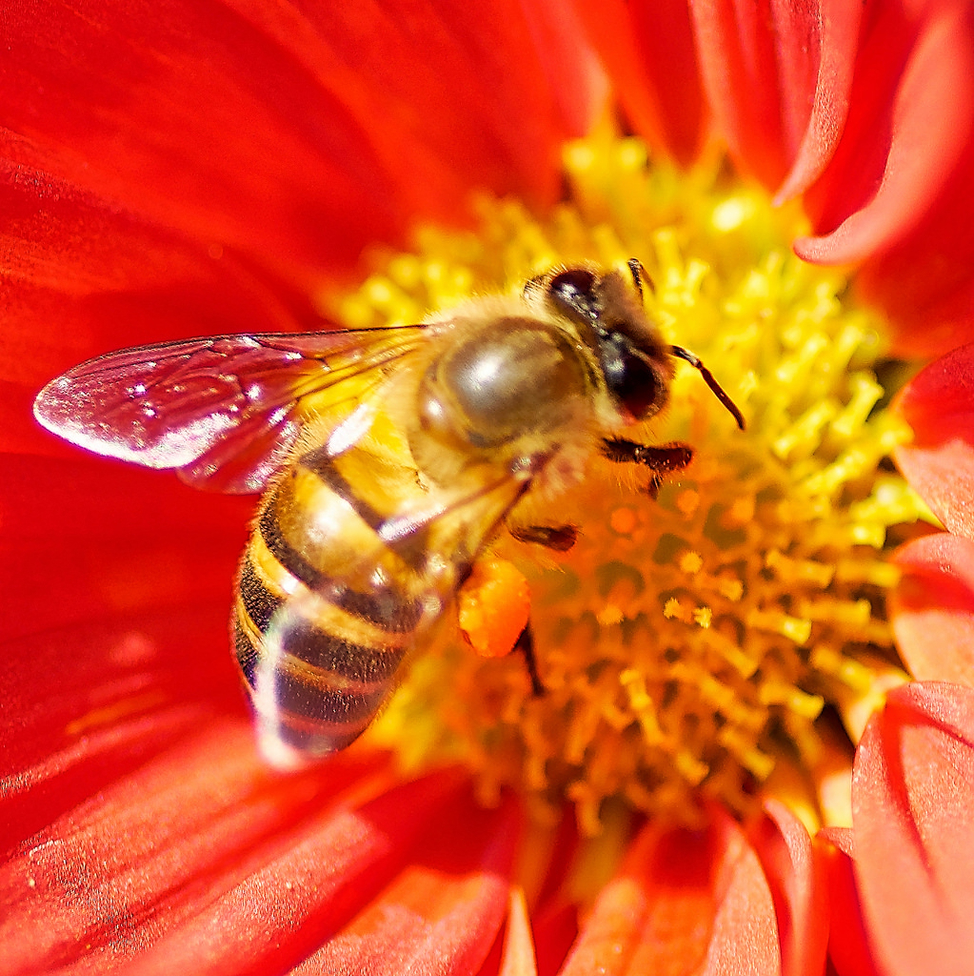 US beekeepers lost half their honeybees last year