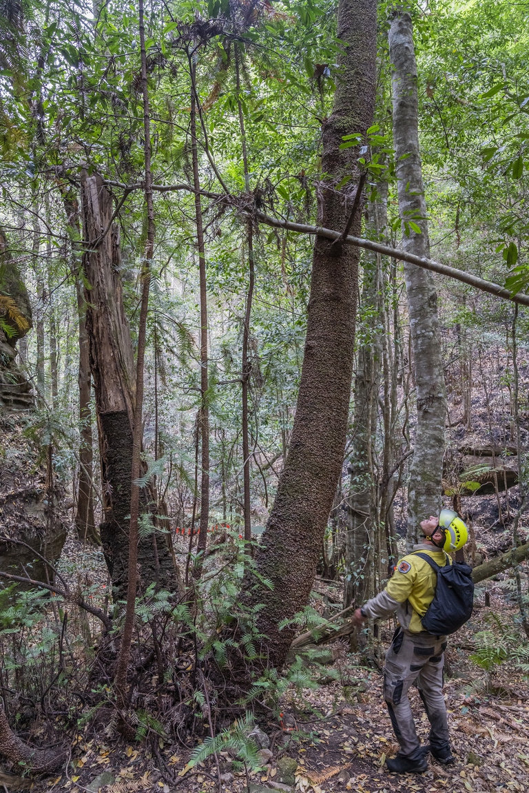 Un pompiere ammira un albero di wollemia