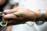 È stata scoperta una nuova specie di serpente grazie a Instagram