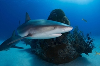 Gli squali del mare di Cortez: un tesoro che rischia di sparire