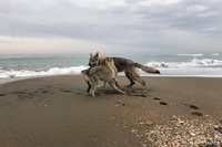 Il sorriso nel cane: cosa ci comunicano i nostri pet attraverso il gioco