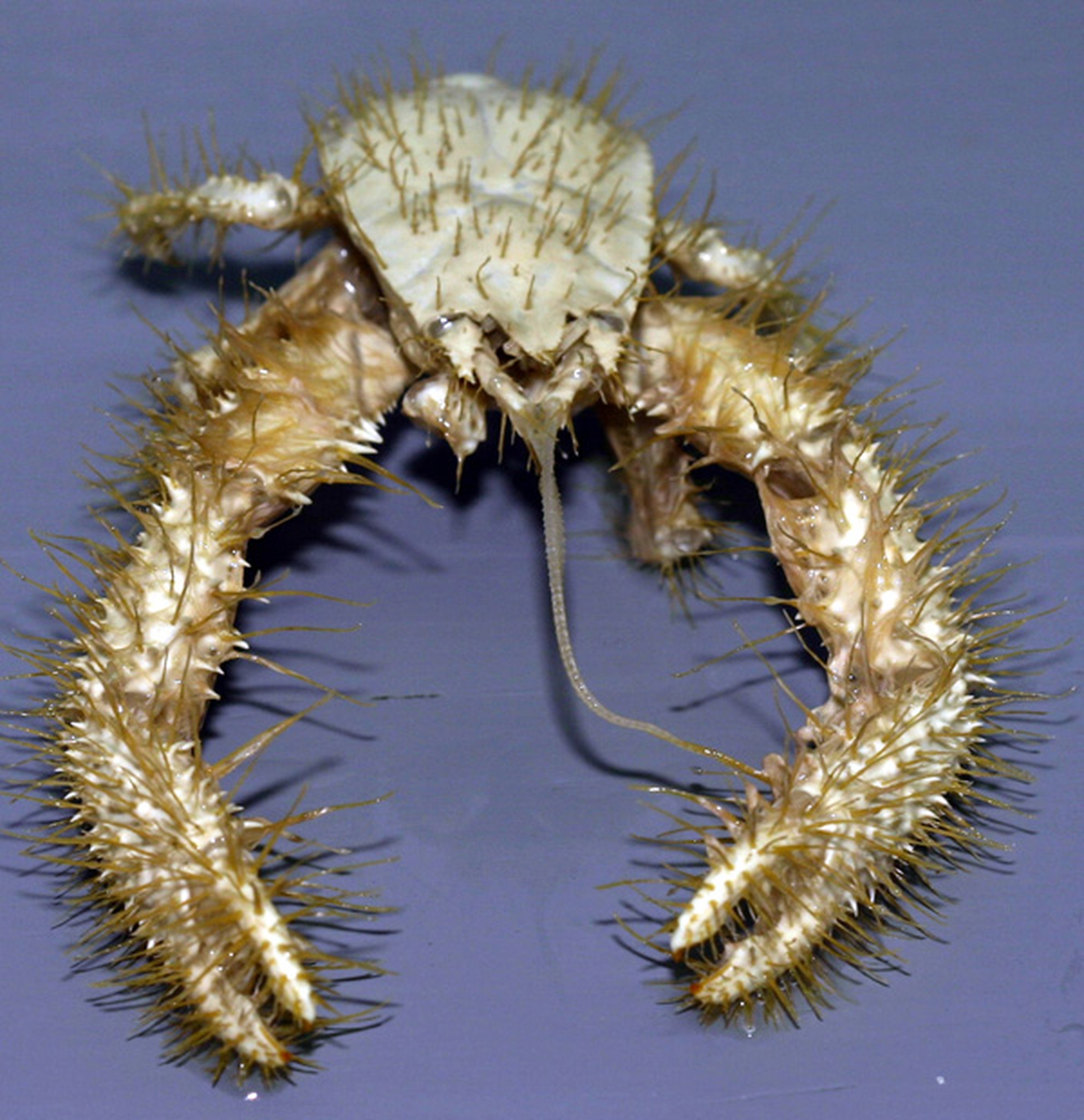 Yeti_crab
