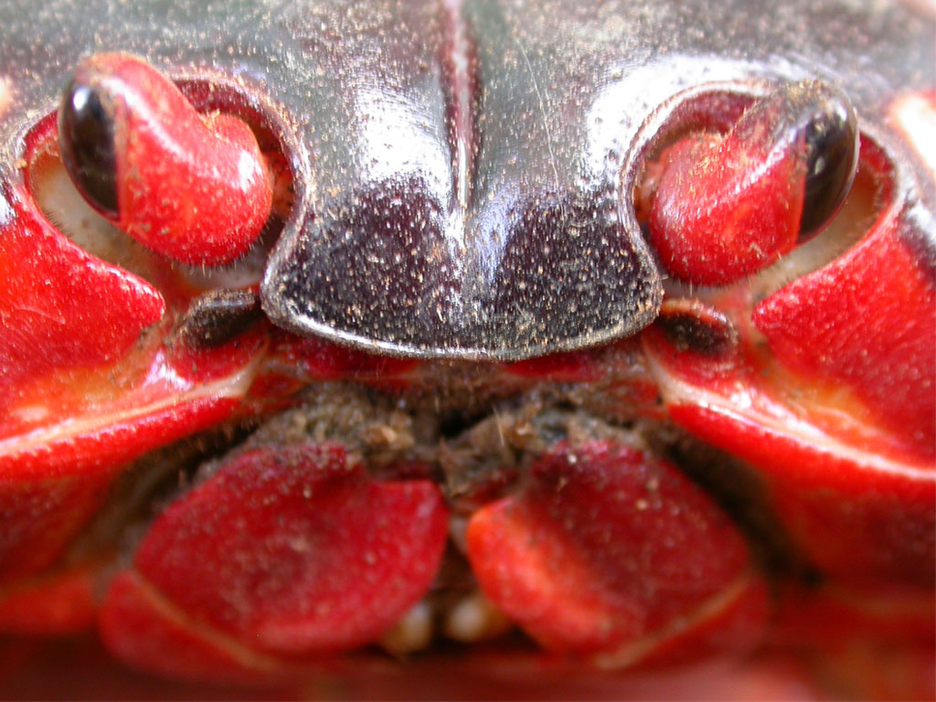 Un esemplare di granchio rosso dell'Isola di Natale