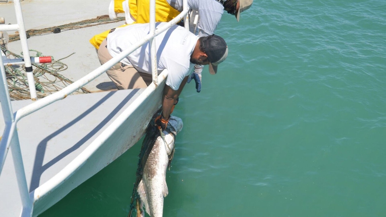 volontari museo della ballena