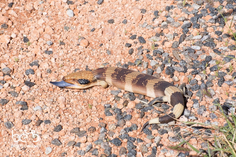 blue tongue animale australia