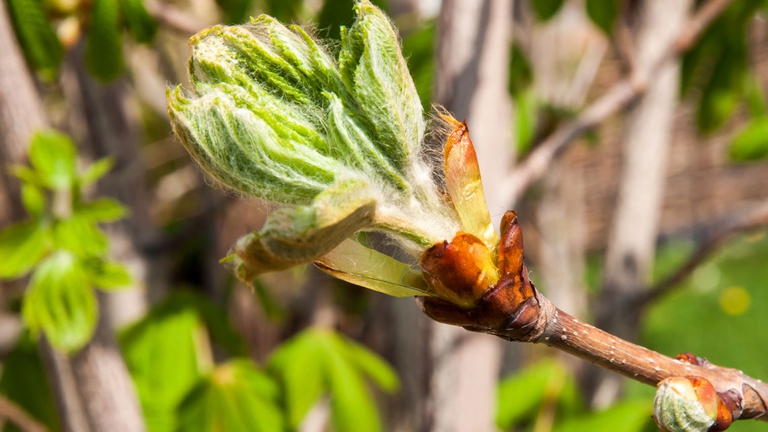 white chestnut bud 