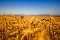 Continua la crescita del bio italiano, anche grazie a Girolomoni
