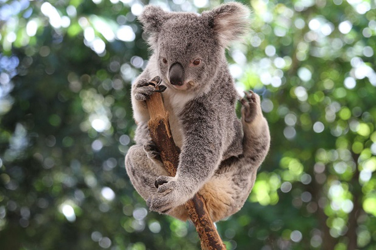 koala