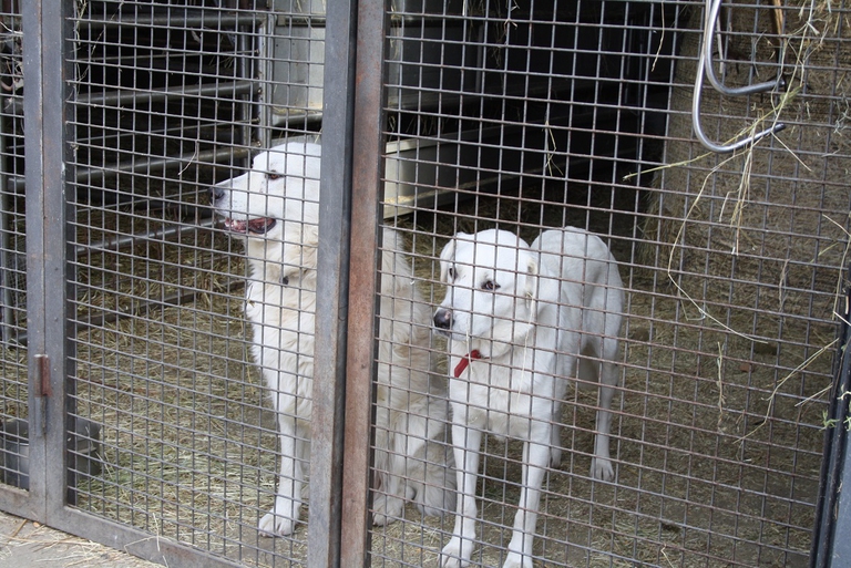 Pastori maremmani a difesa di un allevamento di pecore