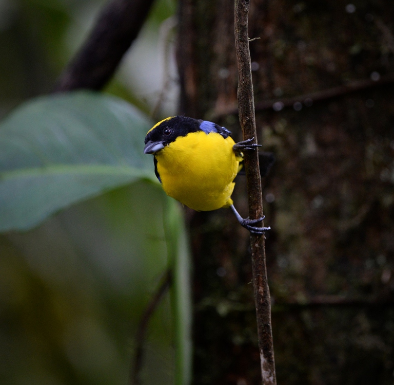 Avifauna in Ecuador