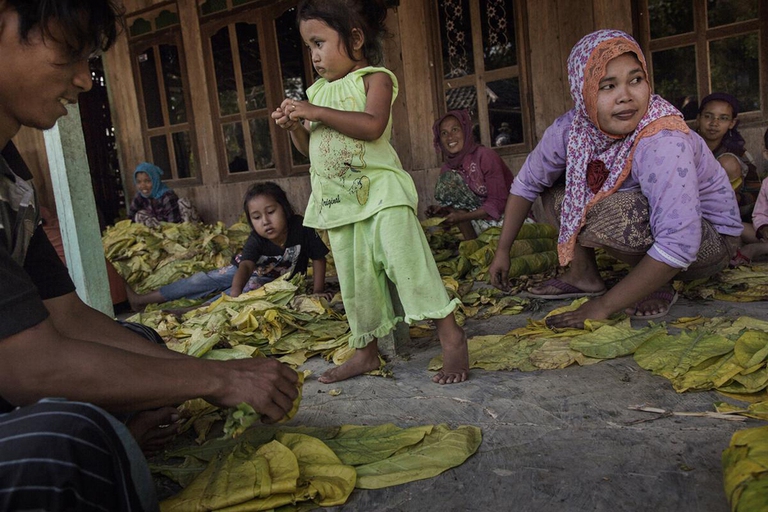 Bambini e adulti smistano le foglie di tabacco a mano vicino a Sampang, East Java © 2015 Marcus Bleasdale for Human Rights Watch