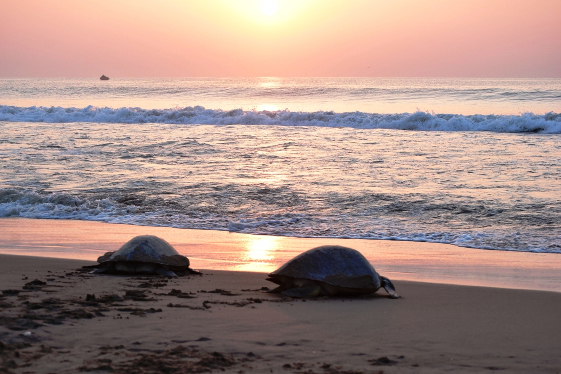 Turtles-Nesting-India-Gallery-05