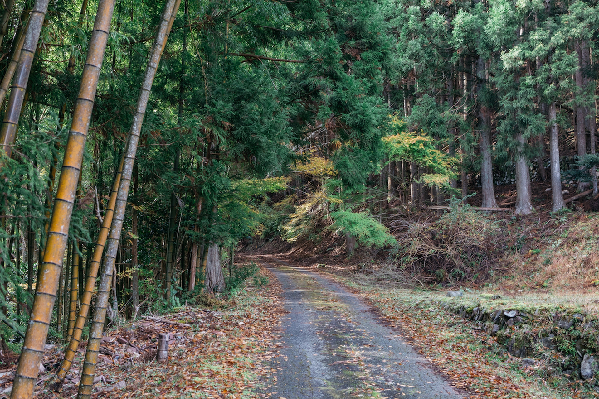 Forest therapy in Giappone
