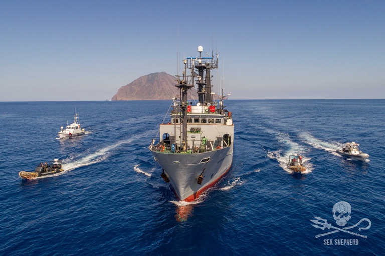 Sea Shepherd si batte da oltre 43 anni per la salvaguardia degli oceani e della fauna marina e contro il traffico illegale di animali selvatici.