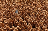 La meraviglia della biodiversità, le foto vincitrici del premio Capturing ecology 2018