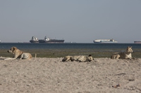 Canale di Suez, almeno 20 le navi che trasportano animali vivi coinvolte nel blocco
