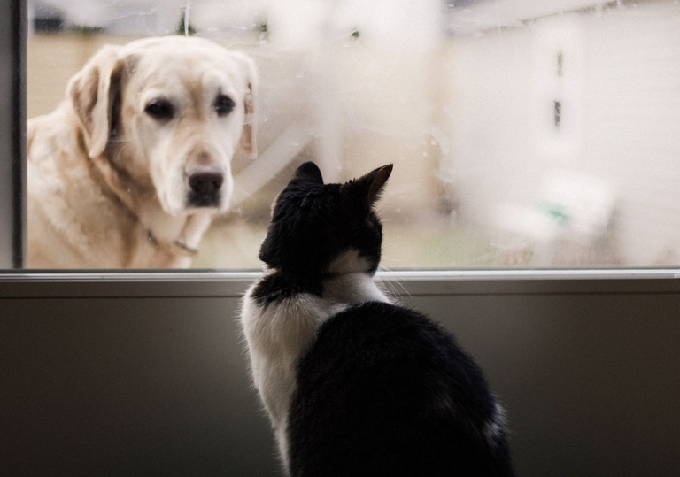 Gaia animali e ambiente, coronavirus