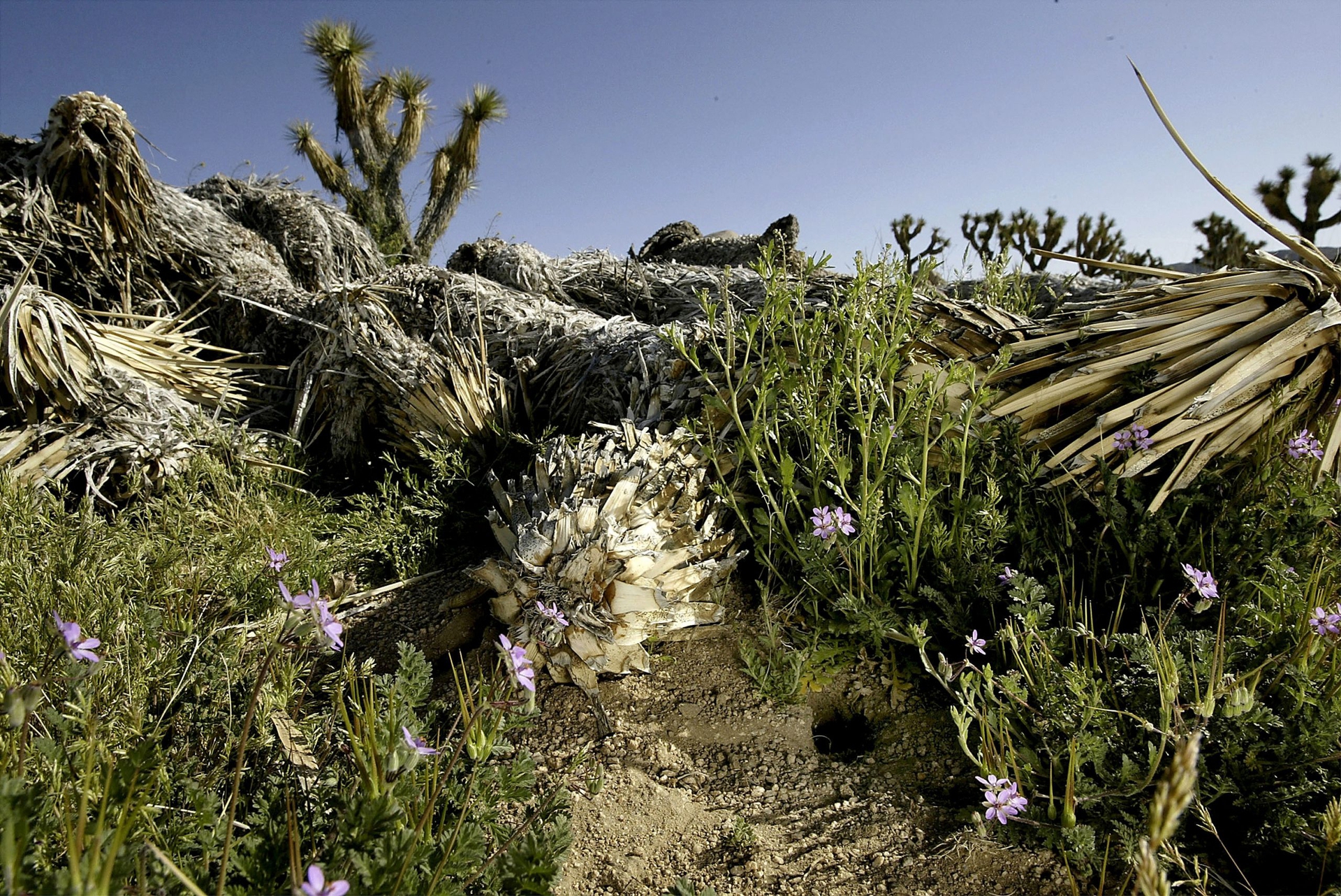 Rain brings some relief to dying Joshua trees © David McNew Getty Images