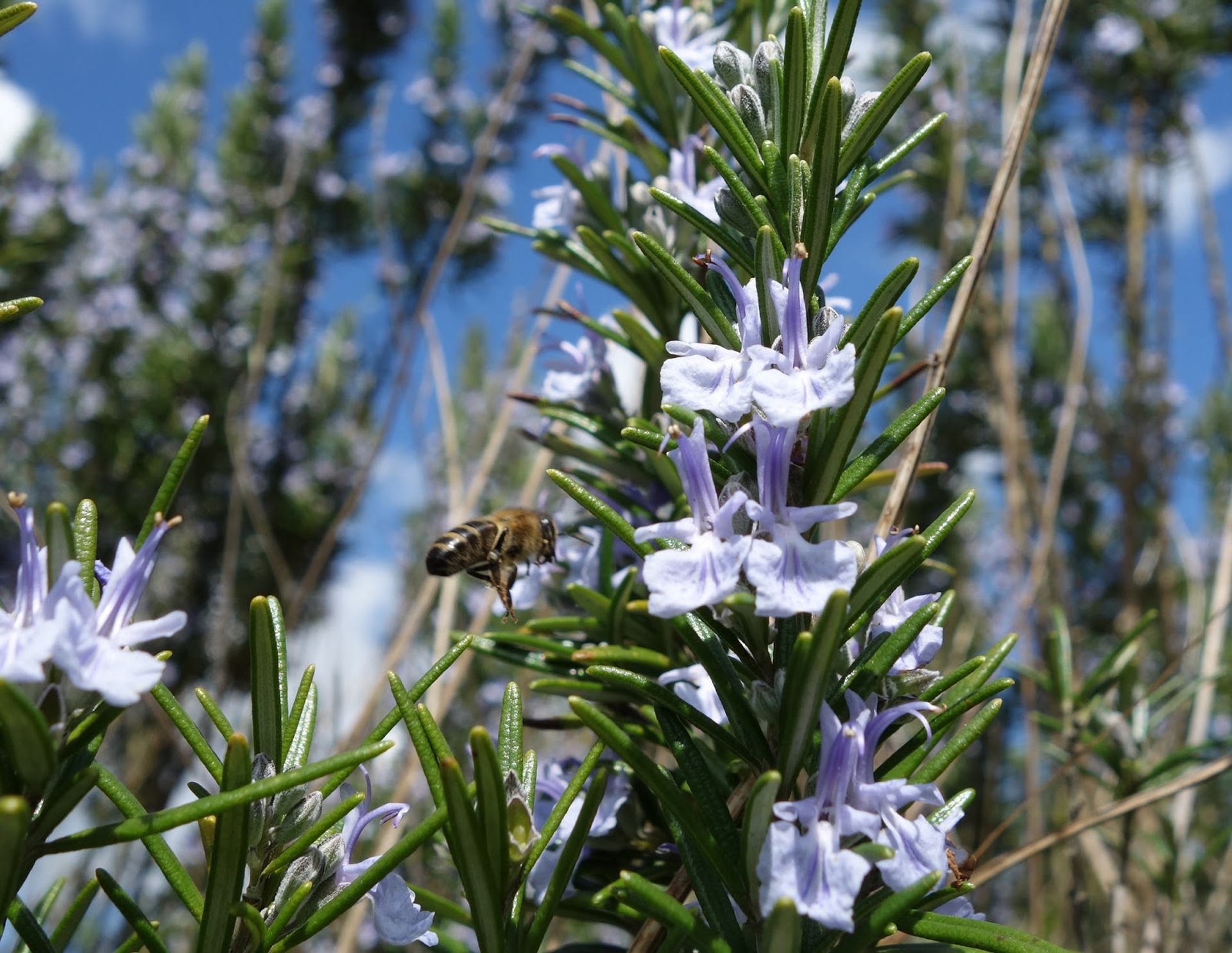 10 piante da coltivare per attirare le api (e nutrirle)