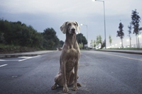 Animali in città, l’Italia non sempre è un paese per cani e gatti