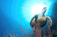 Licia Colò. Sono tornati i delfini nei porti, ma la fauna marina è a rischio