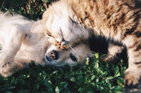 L’omeopatia veterinaria entra nel pet food