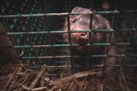 L’Italia vieta l’allevamento di animali per la produzione di pellicce