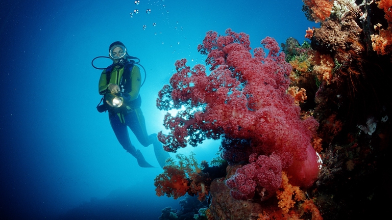 Una barriera corallina in Indonesia