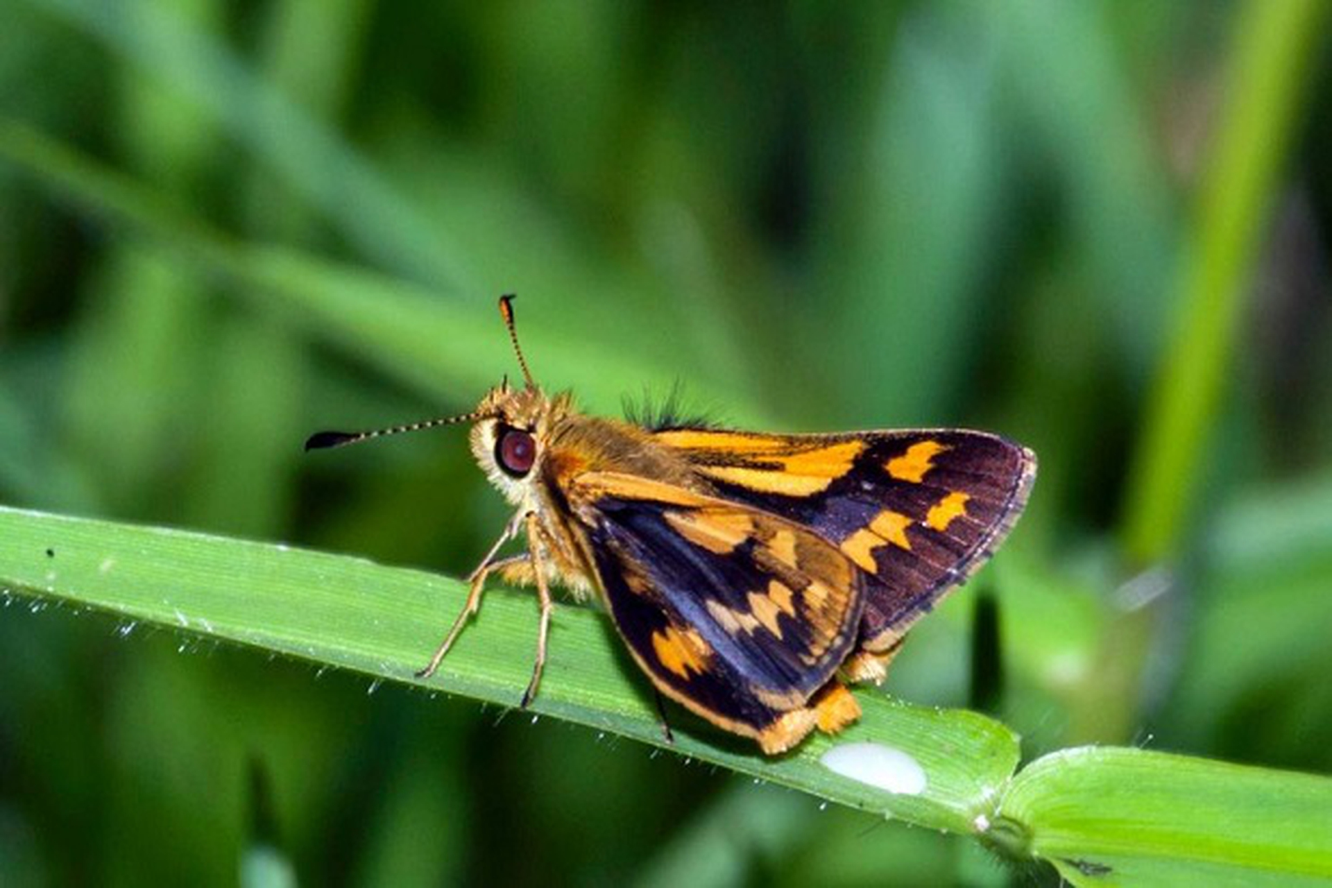 farfalla