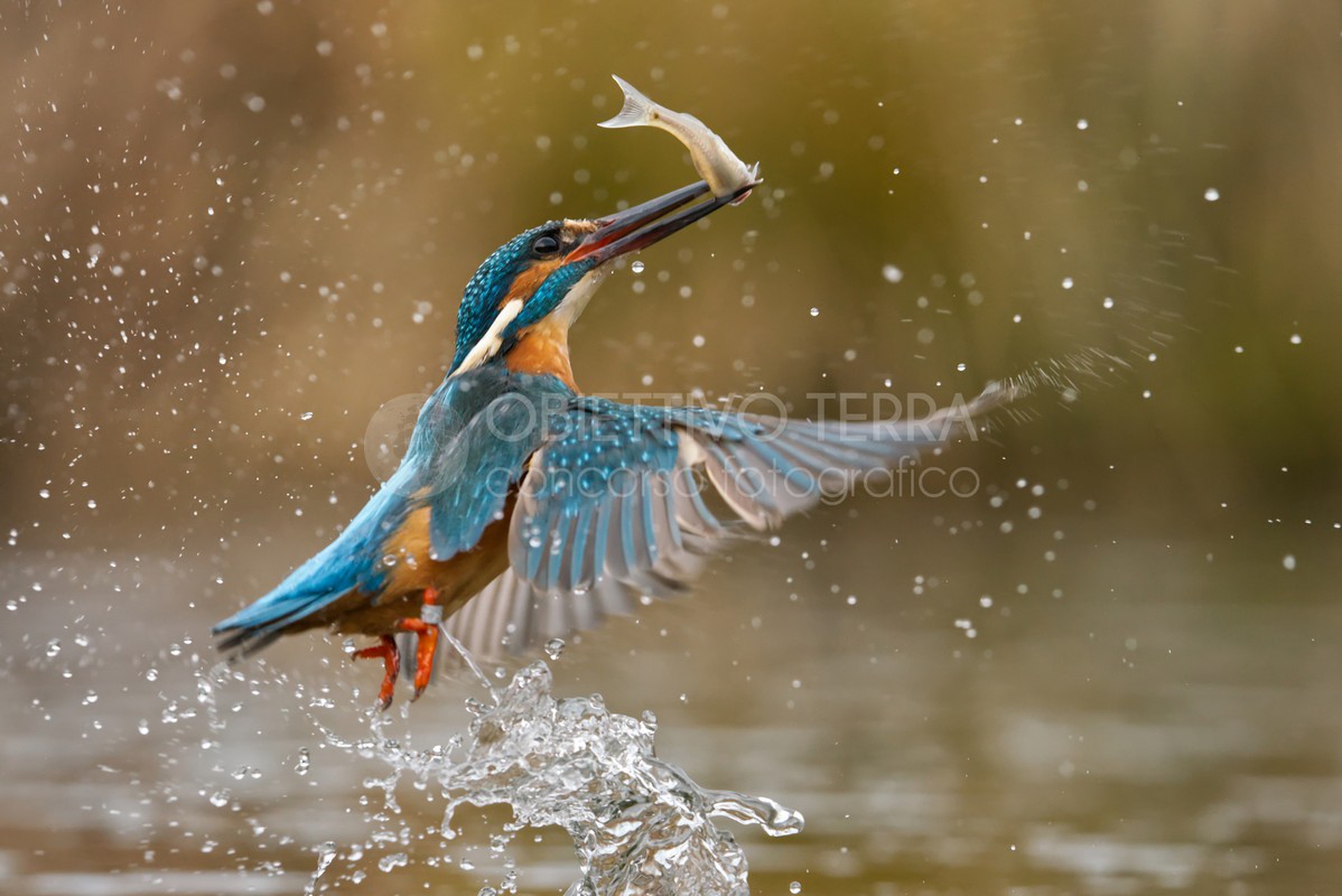 Riserva naturale Palude di San Genuario (Piemonte)