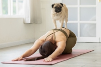 Puppy yoga: cos’è e perché è stato vietato in Italia