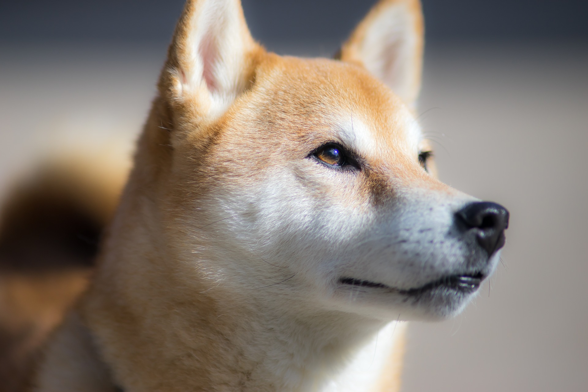 Shiba inu, il cagnolino giapponese che sembra una volpe - LifeGate