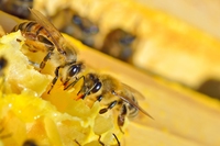 L’Europa ha vietato i pesticidi neonicotinoidi, ma continua a spedirli ai paesi più poveri