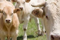 Antibiotici negli allevamenti, anche gli investitori dicono basta