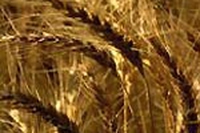 Frumento biotech: si litiga in USA