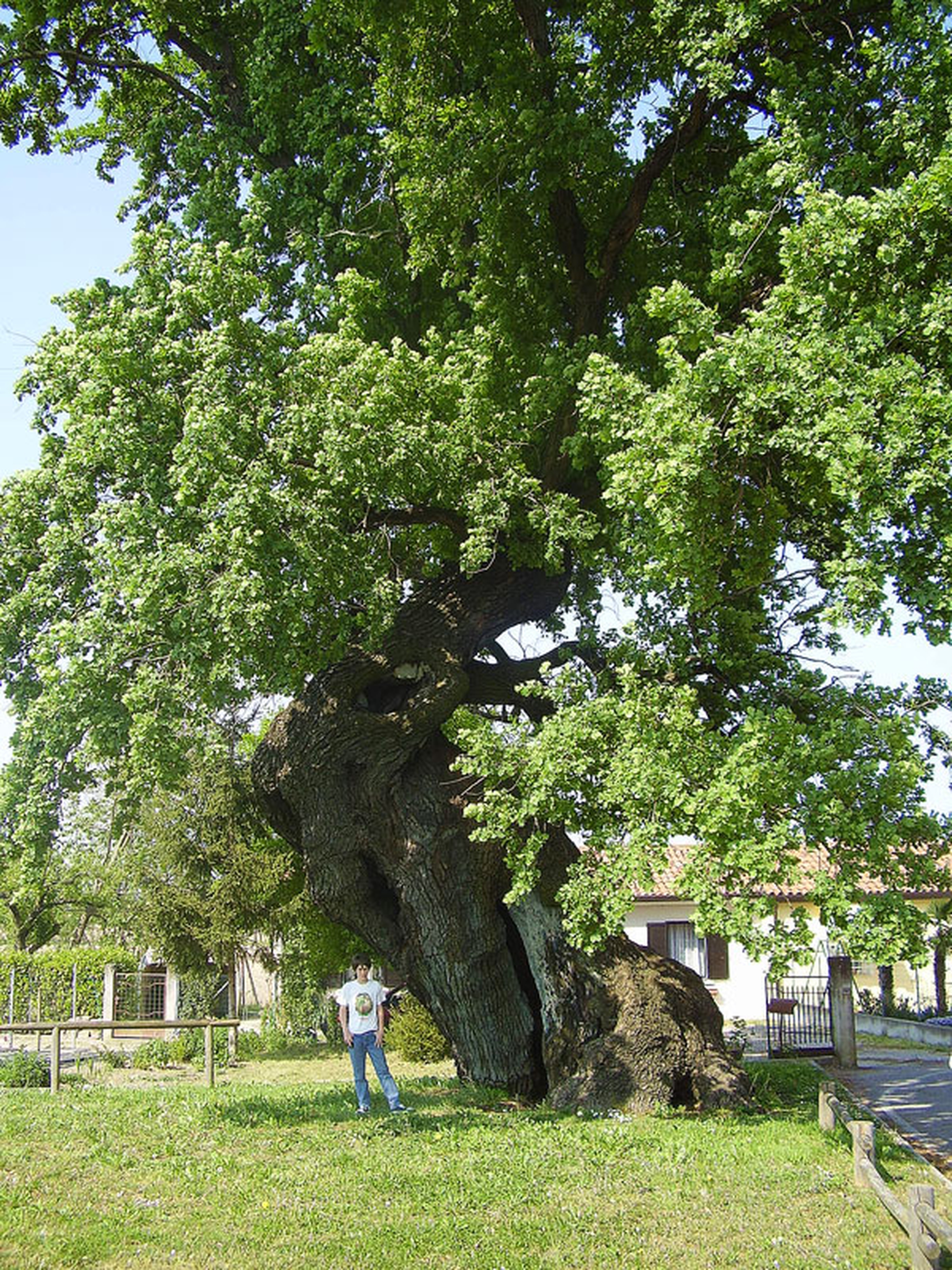 5 alberi monumentali da vedere