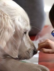 “Basta una zampa” e la dog therapy arriva nelle scuole