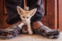 Le foto che smascherano la crudeltà del commercio illegale di animali selvatici