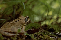 Oltre il lago – La biodiversità del Lario. Il documentario che racconta il lago di Como da una nuova prospettiva
