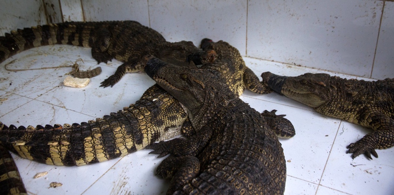 Wet market Animal equality1