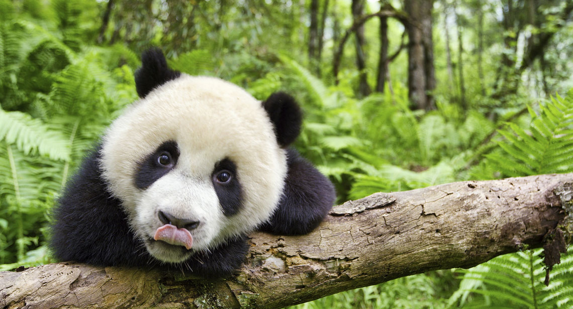 Un cucciolo di Panda Gigante in Earth - Un giorno straordinario